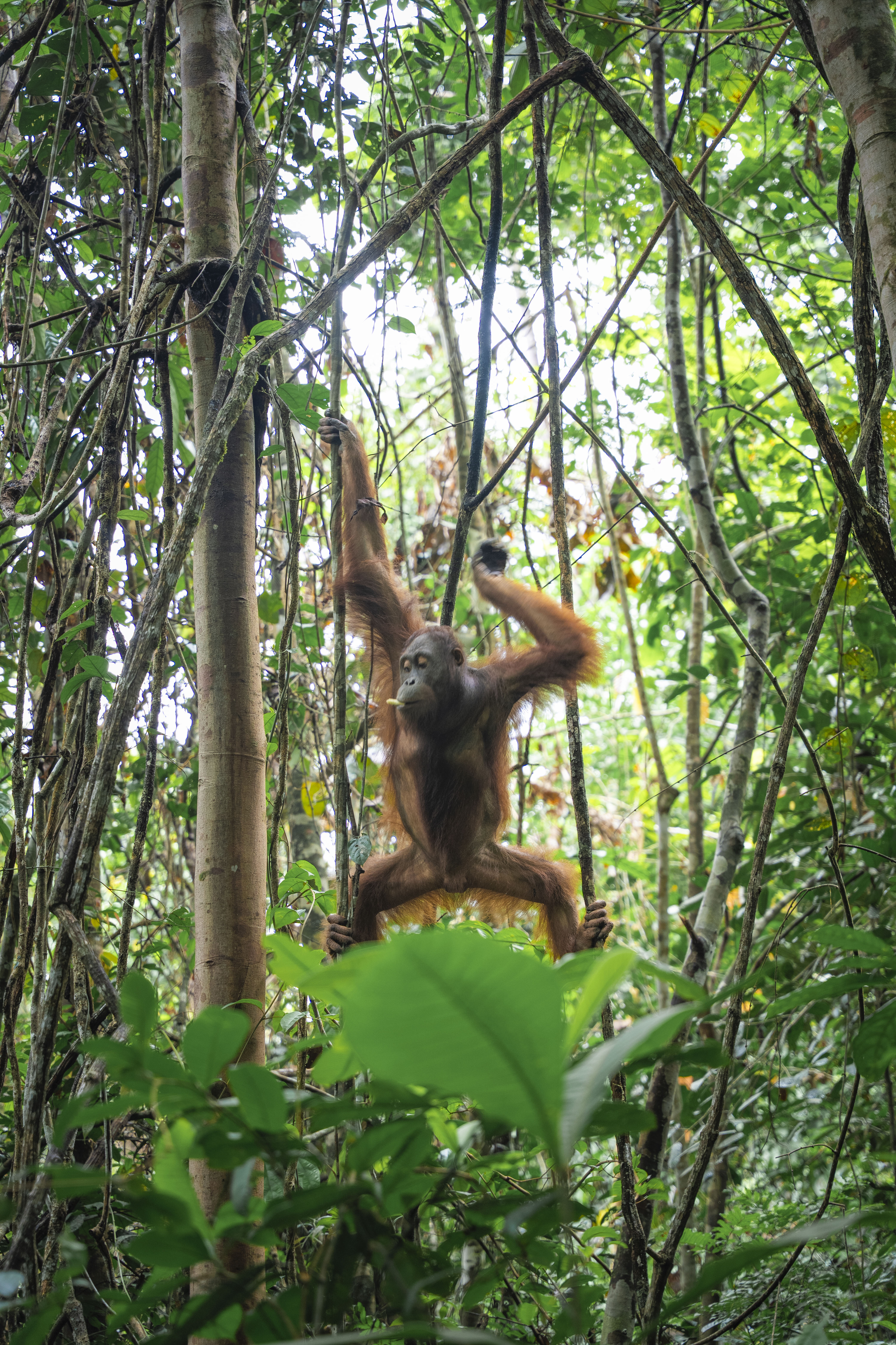 Orangutans are one of the many species at risk from the 