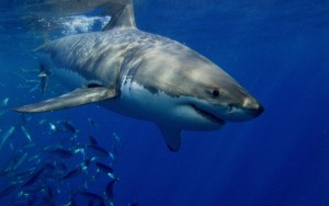 Great white shark