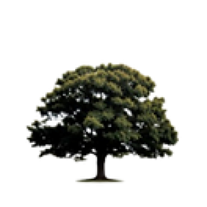 Arundel Tree Services Logo