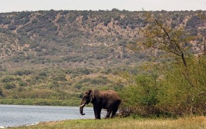 Akagera National Park 005