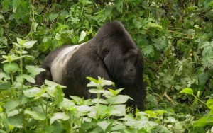 Bwindi Impenetrable National Park 021