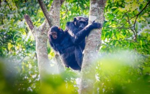 Chimpanzee with Baby sitting in tree