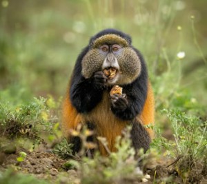 golden monkey