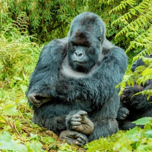 Gorilla trekking