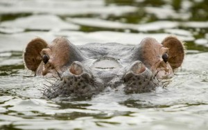 Hippo in the lake