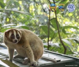 A critically endangered slow loris is prepared for release