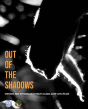 Beyond ‘Cute’   How rescue and rehabilitation efforts of ‘cute’ slow loris are helping to reduce illegal wildlife trade.