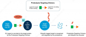 Mechanism of action of proteolysis targeting chimeras