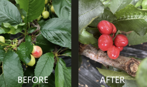 before and after AminoMax liquid formulation