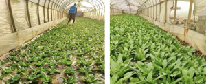 A field trial conducted in Songming County