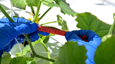 Agronomic performance and certification coverage establish the product case Agronomic performance and certification coverage establish the product case