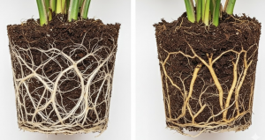 fulvic acid activates root metabolism and stimulates fine root initiation