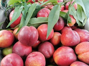 HumiCare and the Systemic Approach to Fruit Quality