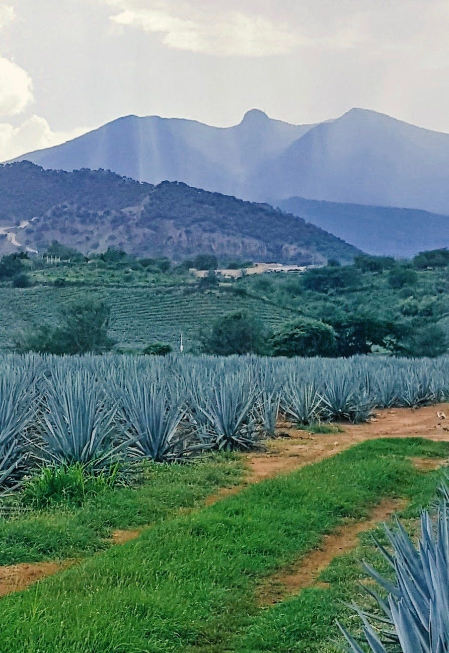 100 pure blue agave mastery in every single pour Photo Credit24 K Tequila