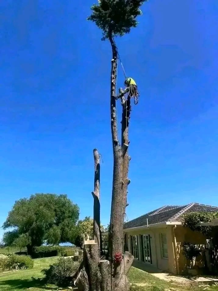 Tree Felling Franschhoek Services Expanded By Lesley Tree Fellers