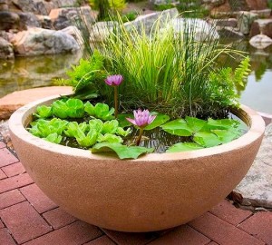 Patio Container Water Garden