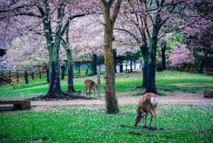 Japan vacation packages 2026 from Osak