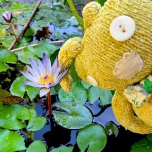 Tater The Ragdoll Brand Ambassador For Waterlily Bear