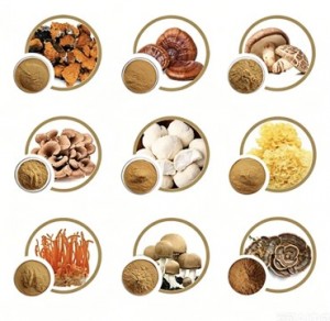 Demeterherb Premium Mushroom Extract Portfolio