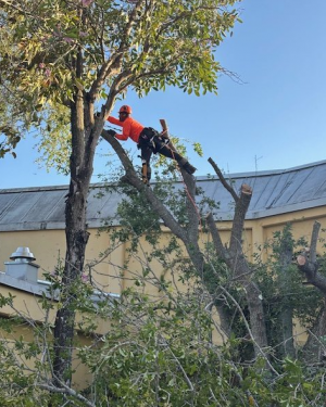 Miami, FL Certified Arborist Addresses Rising Tree Risks Amid Storm Seasons