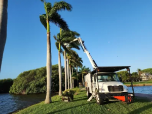 Miami, FL Certified Arborist Addresses Rising Tree Risks Amid Storm Seasons