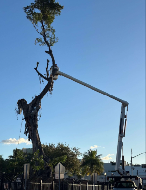 Miami, FL Certified Arborist Addresses Rising Tree Risks Amid Storm Seasons