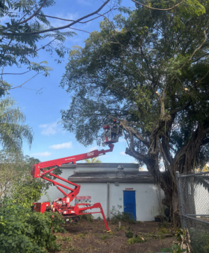 Miami, FL Certified Arborist Addresses Rising Tree Risks Amid Storm Seasons