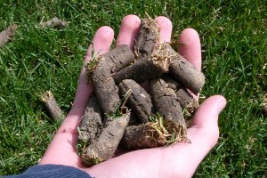 Soil plugs removed during core aeration, relieve compaction and improve access to air, water