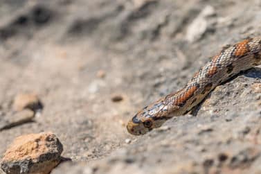 Dominator Pest Control Expands Eco-Friendly Pest Management Services Across Dubai