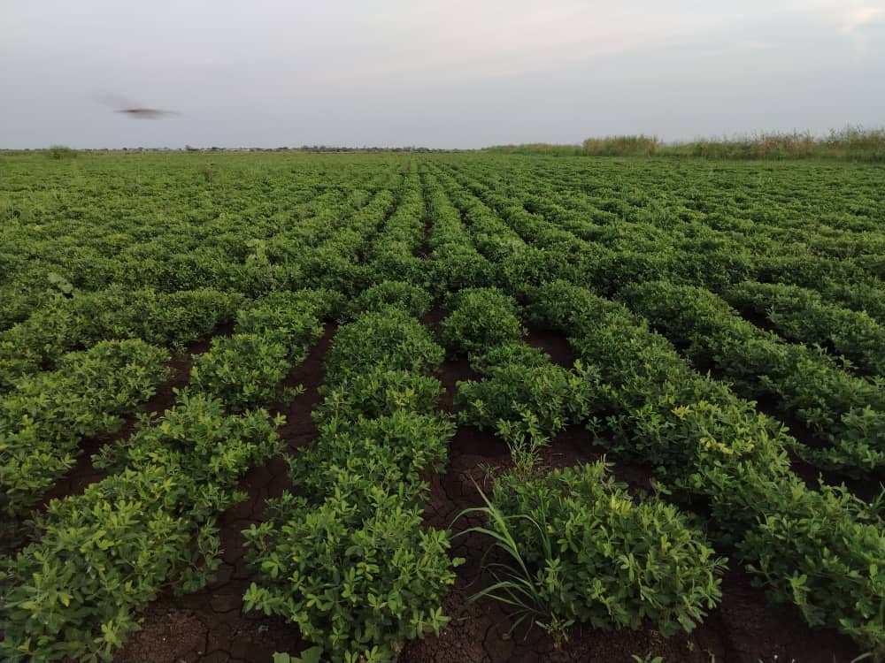 Is Nutrient Sovereignty and Food Security Sitting in Kenya’s Cattle Sheds? One UK Company Thinks So
