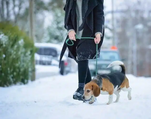 dog walking