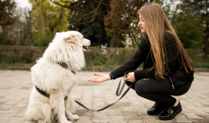 puppy trainer
