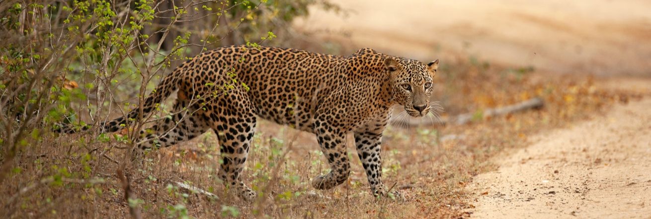 Leopard 30 year