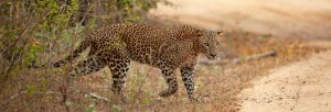 Leopard 30 year