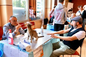 WCF Judge Cezary Springer of Ireland evaluates Kanaani cat Haifa at the WCF Jubilee Show in Finland
