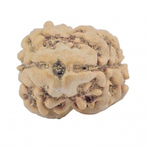 2 mukhi rudraksha