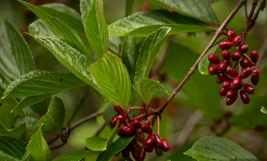 China high quality Berberine HCl Supplier