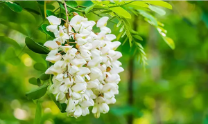 China high quality Quercetin Supplier