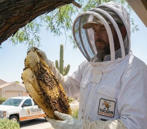 bee removal service tucson