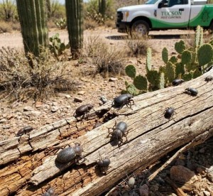 beetle removal service tucson