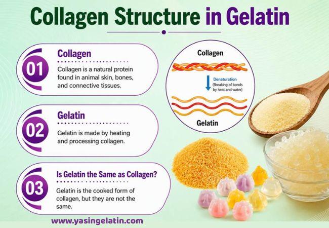 Collagen structure in gelatin