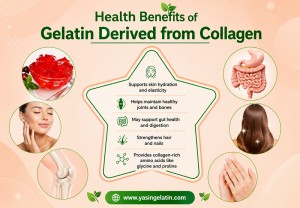 Collagen structure in gelatin 1