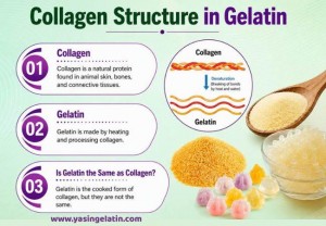 Collagen structure in gelatin