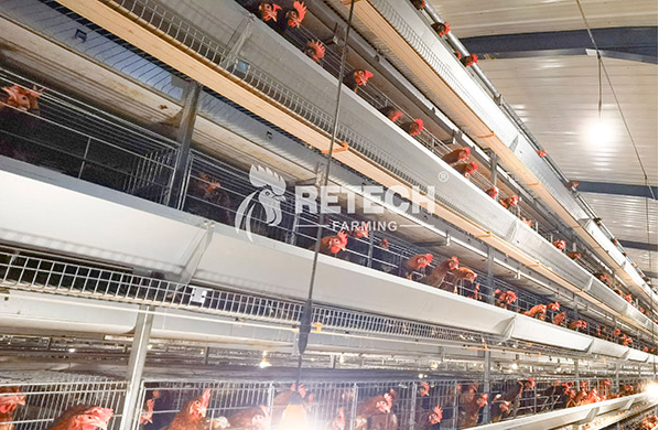 egg laying hen industry