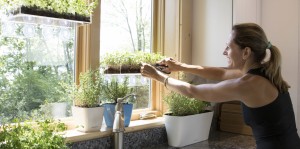Co-founder Lisa Catalano harvesting microgreens