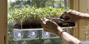 Microgreens in the Veg Ledge