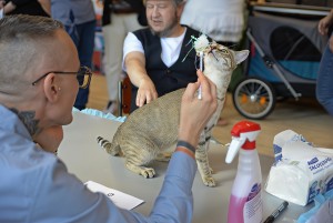 Second World Record Recognized for the Kanaani Cat Breed After Historic WCF Show in Finland