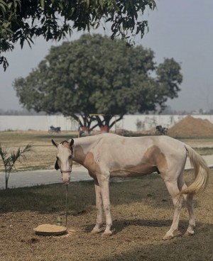 Horse Riding