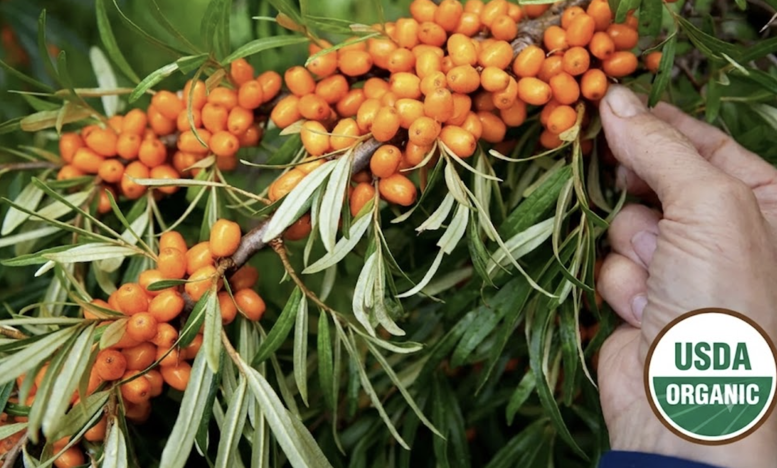 organic seabuckthorn label