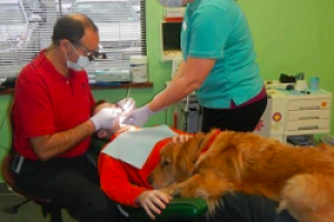 By Dr Farah Talib, DMD